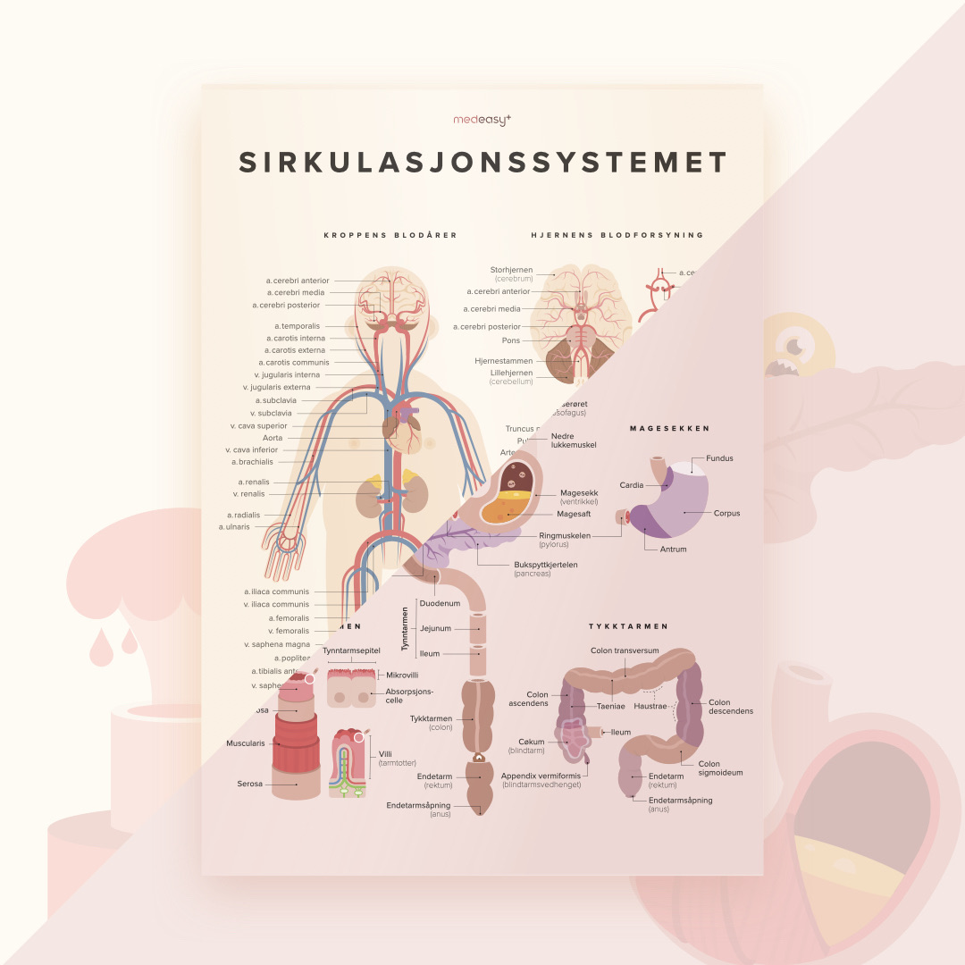 Kroppens organsystemer